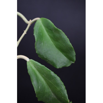 Hoya crassicaulis Queson sklep internetowy