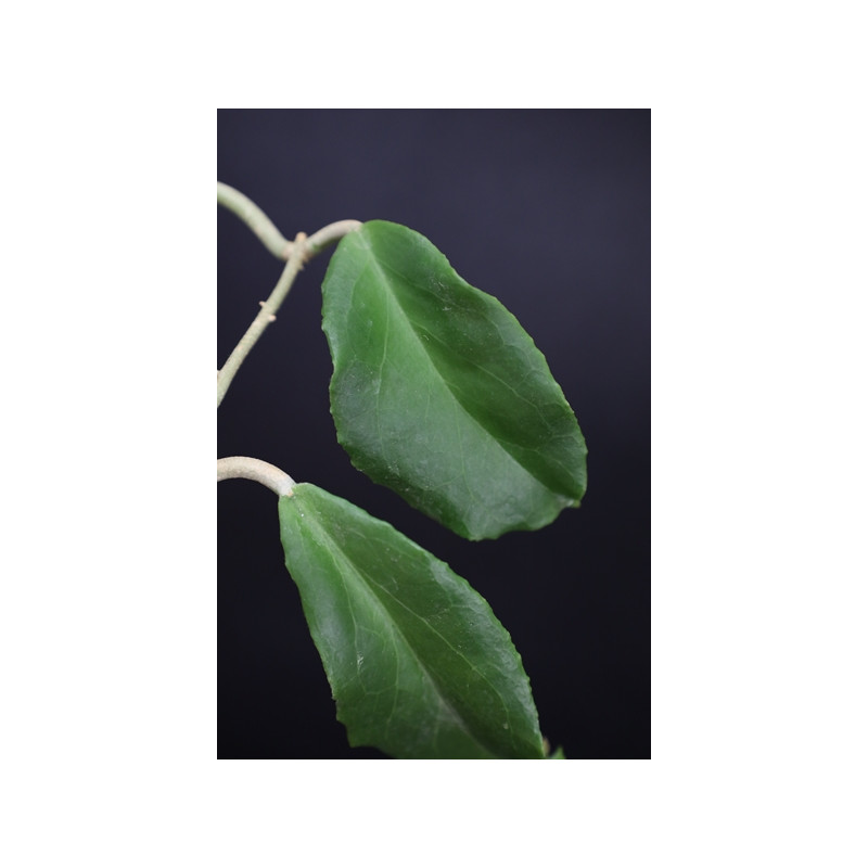 Hoya crassicaulis Queson sklep z kwiatami hoya