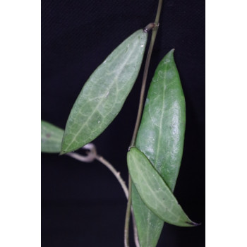 Hoya sp. Saraburi, East of Thailand long & narrow leaves (EPC 335) sklep internetowy