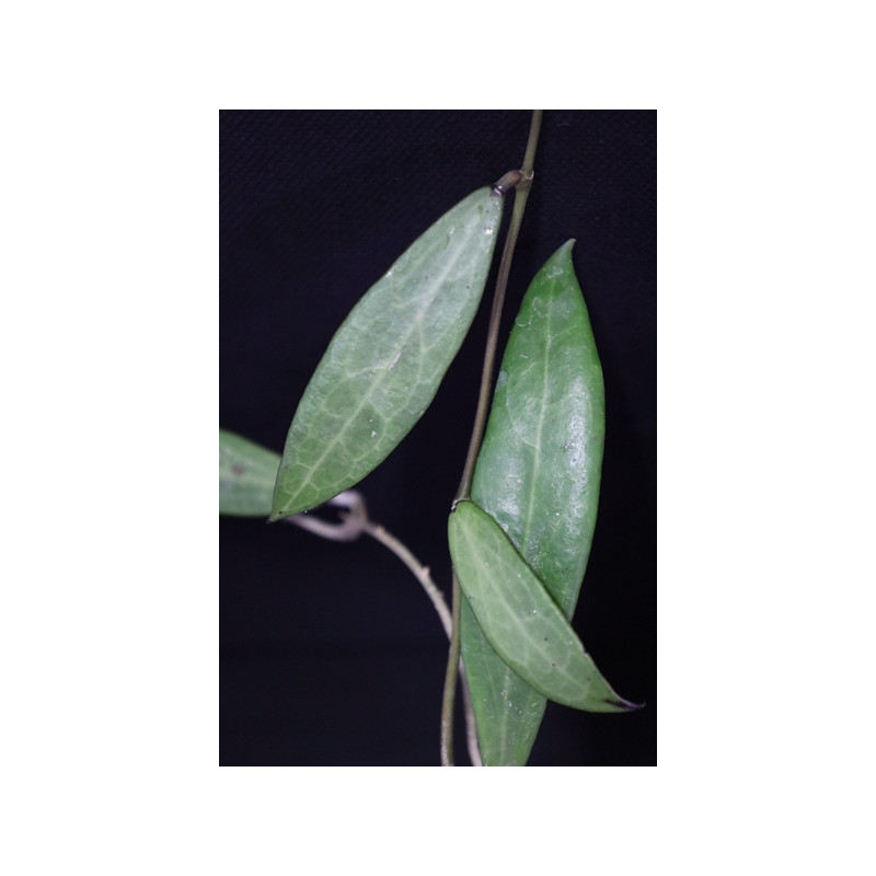 Hoya sp. Saraburi, East of Thailand long & narrow leaves (EPC 335) sklep z kwiatami hoya