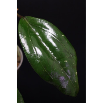 Hoya purpureofusca sklep z kwiatami hoya