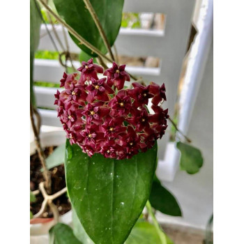 Hoya purpureofusca sklep z kwiatami hoya