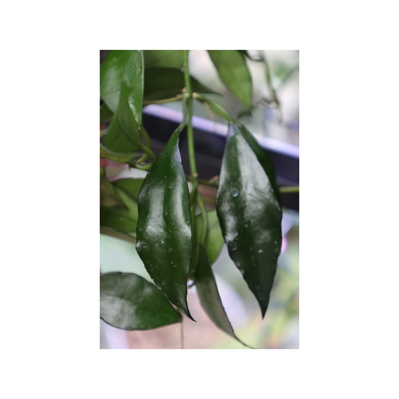 Hoya lacunosa 'Cikidian Java' sklep z kwiatami hoya