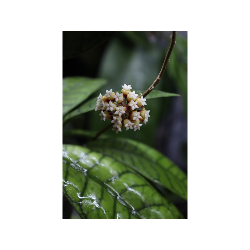 Hoya callistophylla long leaves sklep z kwiatami hoya