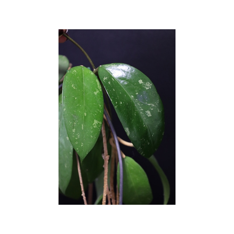 Hoya aff. parasitica sklep z kwiatami hoya