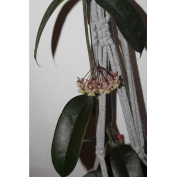 Hoya thuathienhuensis store with hoya flowers