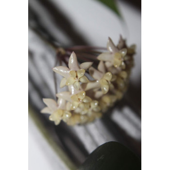 Hoya thuathienhuensis sklep z kwiatami hoya