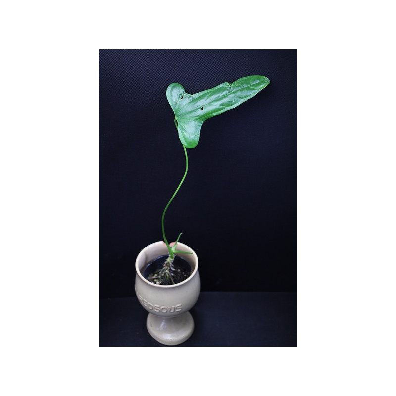 売れ筋オンラインストア ANTHURIUM FALCATUM ECUAGENERA | motr.ca