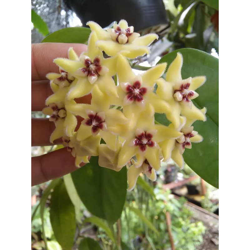 Hoya alagensis NS05-232 store with hoya flowers