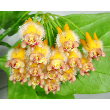 Hoya praetorii pink corona sklep z kwiatami hoya