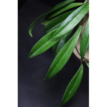Hoya revolubilis ( sp. Kunming Kina ) sklep z kwiatami hoya