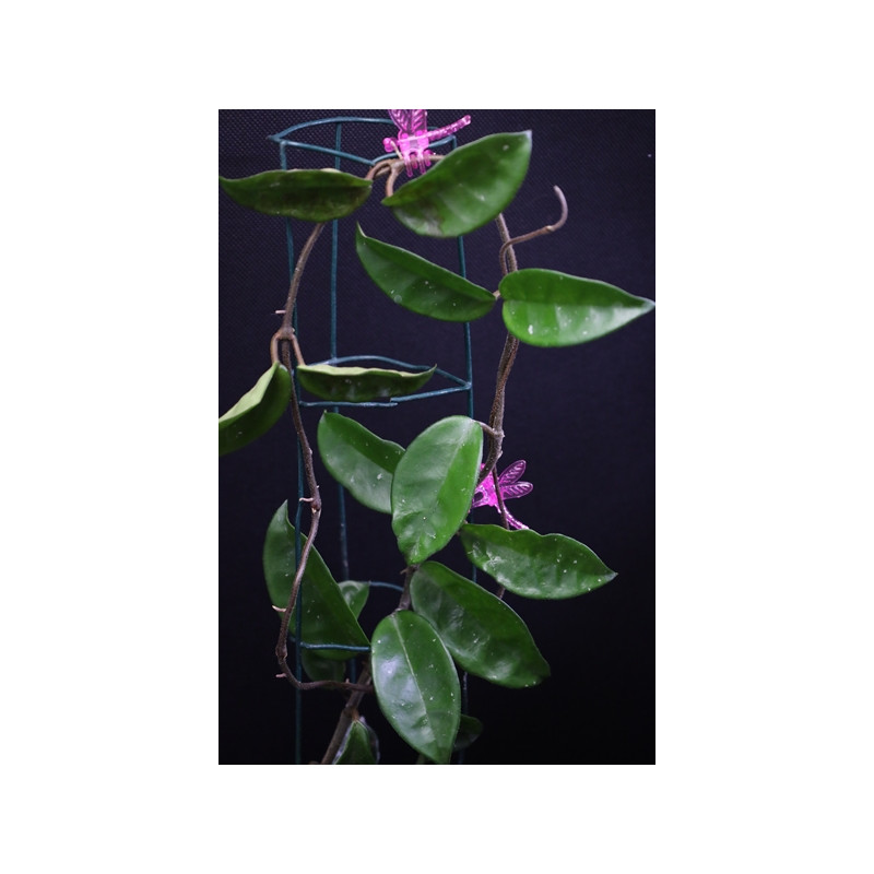 Hoya mini krinkle Crystal sklep z kwiatami hoya