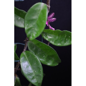 Hoya mini krinkle Crystal store with hoya flowers