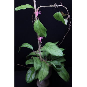 Hoya hybrid EPC sklep z kwiatami hoya