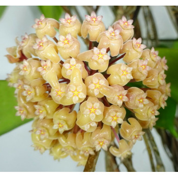 Hoya chunii sklep z kwiatami hoya