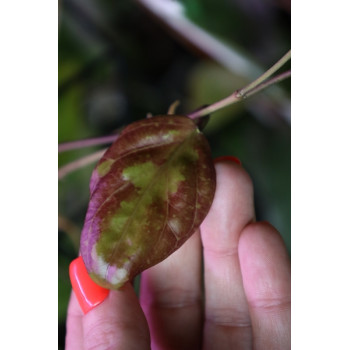 Hoya chunii store with hoya flowers