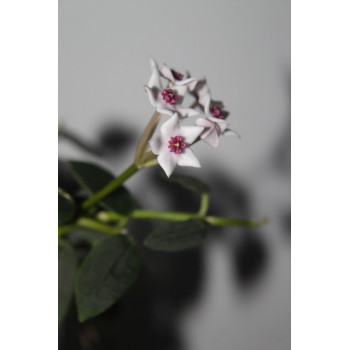 Hoya litophytica sklep z kwiatami hoya