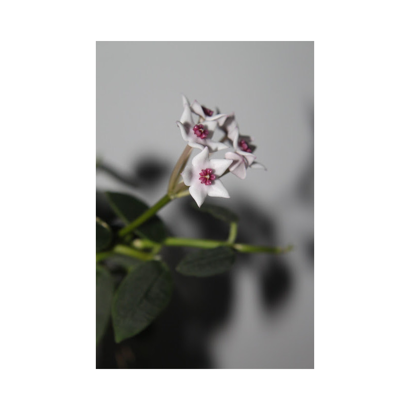Hoya litophytica sklep z kwiatami hoya