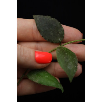 Hoya caudata small leaves internet store