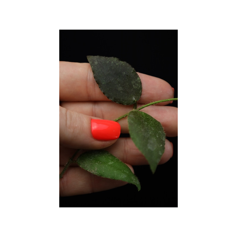 Hoya caudata small leaves sklep z kwiatami hoya