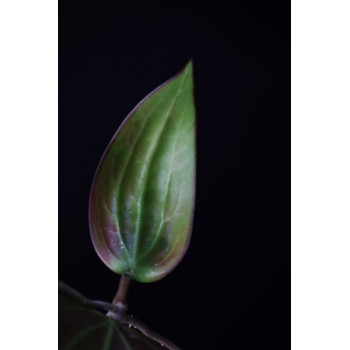 Hoya aff. pottsii red leaves with greenish venations sklep z kwiatami hoya