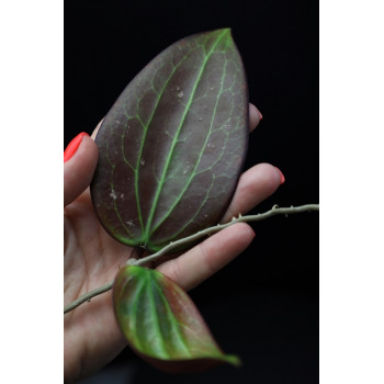 Hoya aff. pottsii red leaves with greenish venations internet store