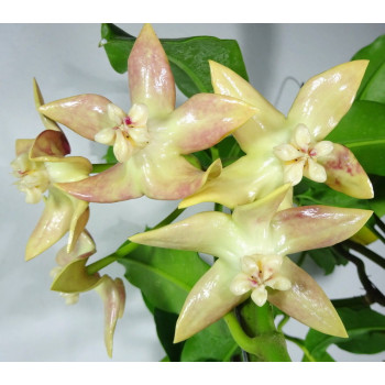 Hoya imperialis Palawan sklep z kwiatami hoya