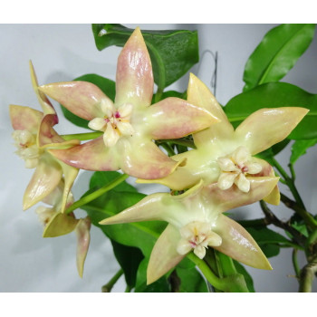 Hoya imperialis Palawan sklep z kwiatami hoya