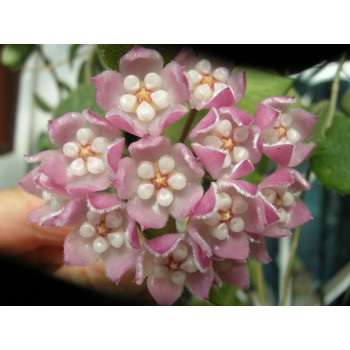 Hoya aff. thomsonii pink flowers ( aff. lyi ) store with hoya flowers