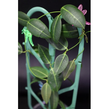 Dischidia lancifolia sklep z kwiatami hoya
