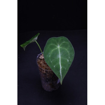 Anthurium gymnopus 3 - HOYAPASSION