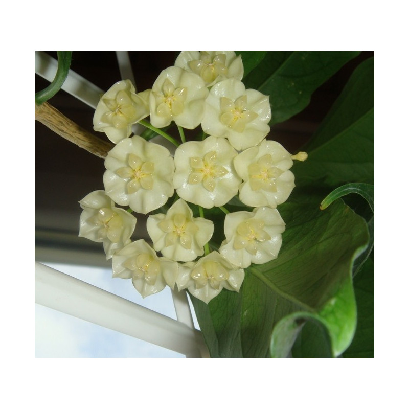 Hoya narcissiflora sklep z kwiatami hoya