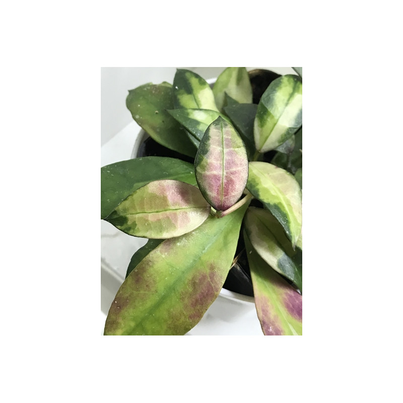 Hoya walliniana variegata sklep z kwiatami hoya