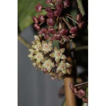 Hoya macrophylla albomarginata store with hoya flowers