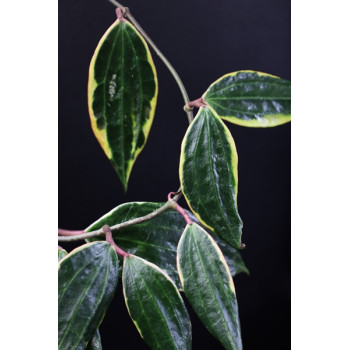 Hoya macrophylla albomarginata internet store