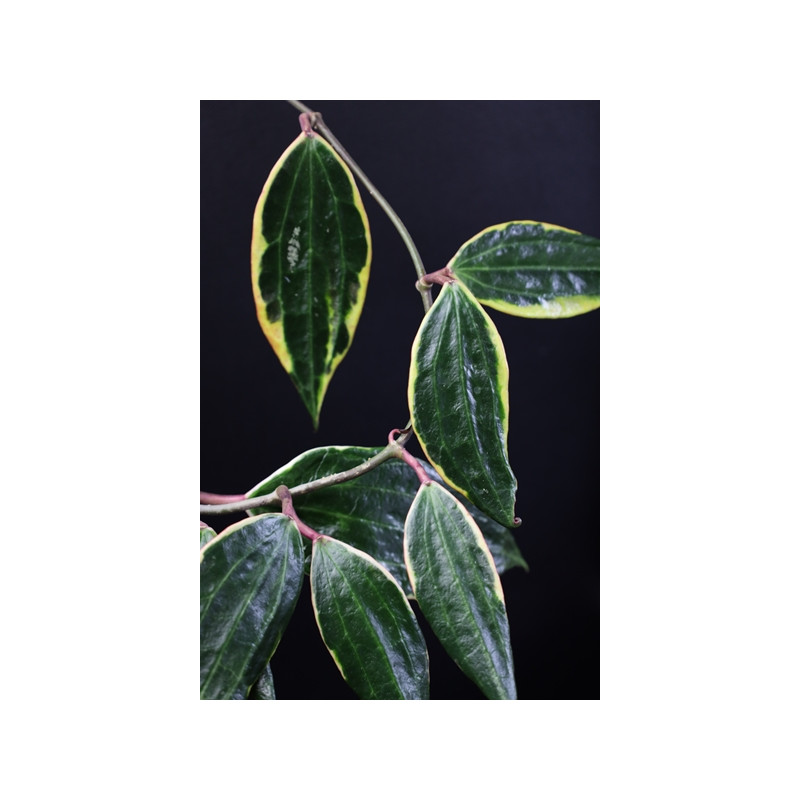 Hoya macrophylla albomarginata sklep z kwiatami hoya