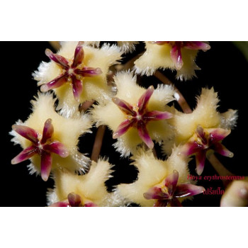 Hoya UT049 sklep z kwiatami hoya