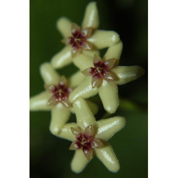 Hoya diptera sklep z kwiatami hoya