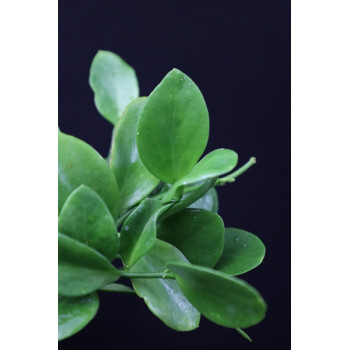 Hoya sp. Biak ( green leaves ) sklep internetowy