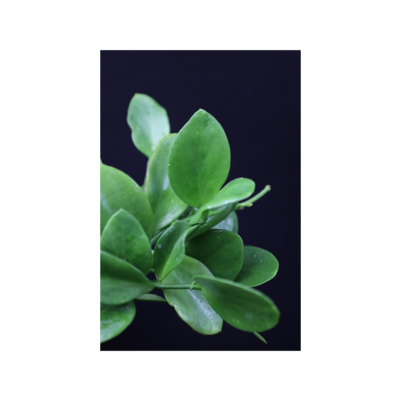 Hoya sp. Biak ( green leaves ) sklep z kwiatami hoya