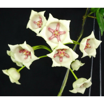 Hoya archboldiana WHITE sklep z kwiatami hoya