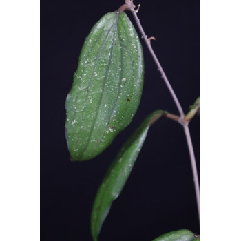 Hoya erythrina 'Cameron Island' sklep internetowy