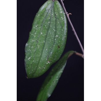 Hoya erythrina 'Cameron Island' sklep z kwiatami hoya