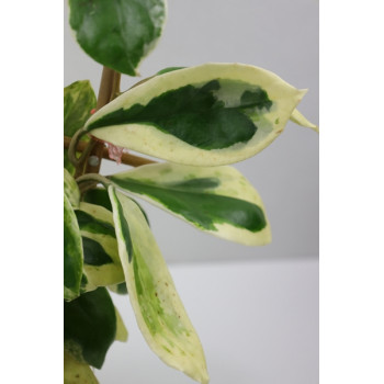 Hoya incrassata albomarginata Eclipse sklep z kwiatami hoya