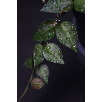 Hoya krohniana dark leaves internet store