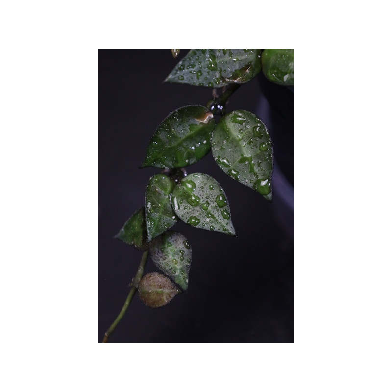 Hoya krohniana dark leaves store with hoya flowers