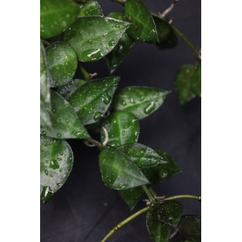 Hoya krohniana dark leaves sklep z kwiatami hoya