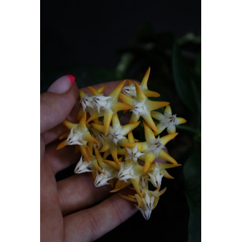 Hoya multiflora SV406 (orange flowers) sklep z kwiatami hoya