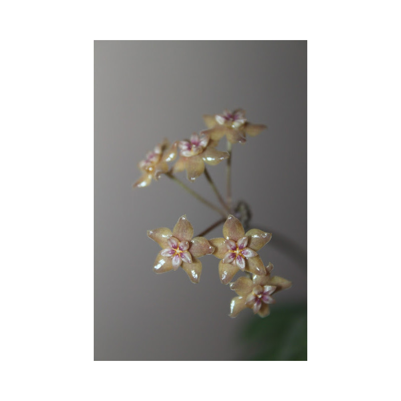 Hoya fitchii store with hoya flowers