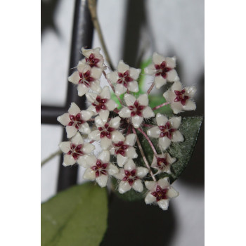 Hoya sp. Yala ( aff. flagellata ) sklep z kwiatami hoya
